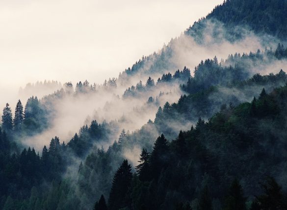 Foggy morning in the mountains