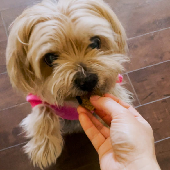 molasses dog treat