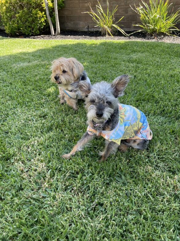 bonded dogs