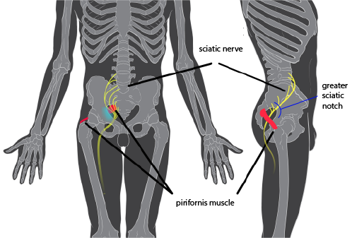 piriformis muscle front and side view